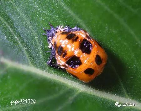 夏播玉米虫害图片大全,玉米虫害图谱高清大图