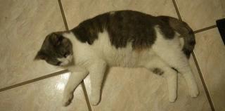 猫咪会笑吗表情,猫咪会笑