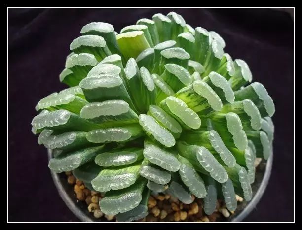 水晶的多肉植物有哪些品种,像水晶的多肉植物图片