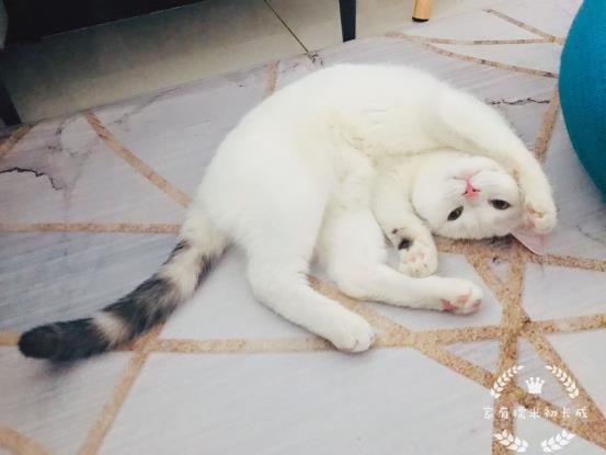 带猫咪长途自驾游回家准备什么,带猫咪回老家开车要准备什么