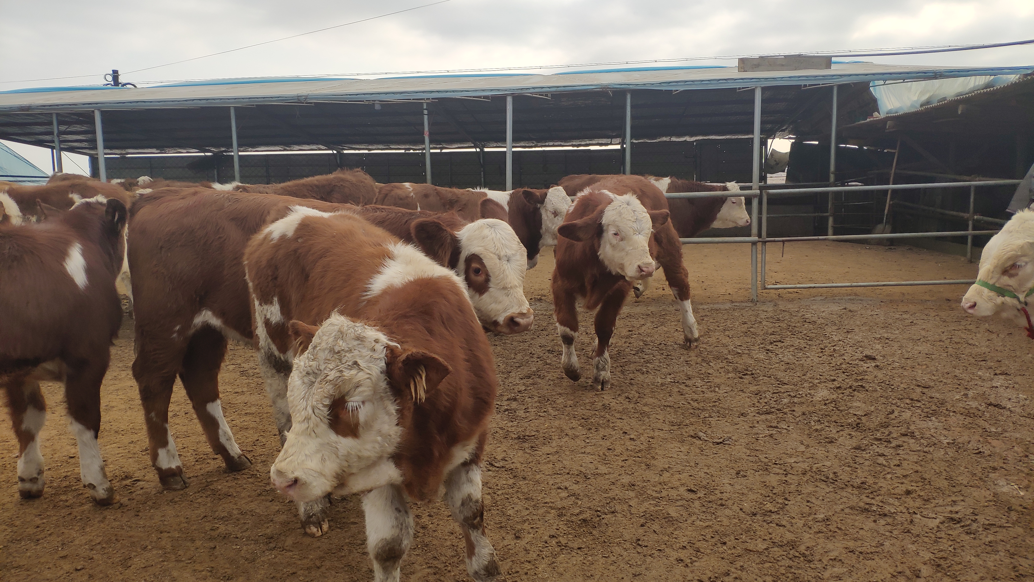 肉牛的饲养管理技术有哪些,肉牛犊牛的饲养管理要点有哪些