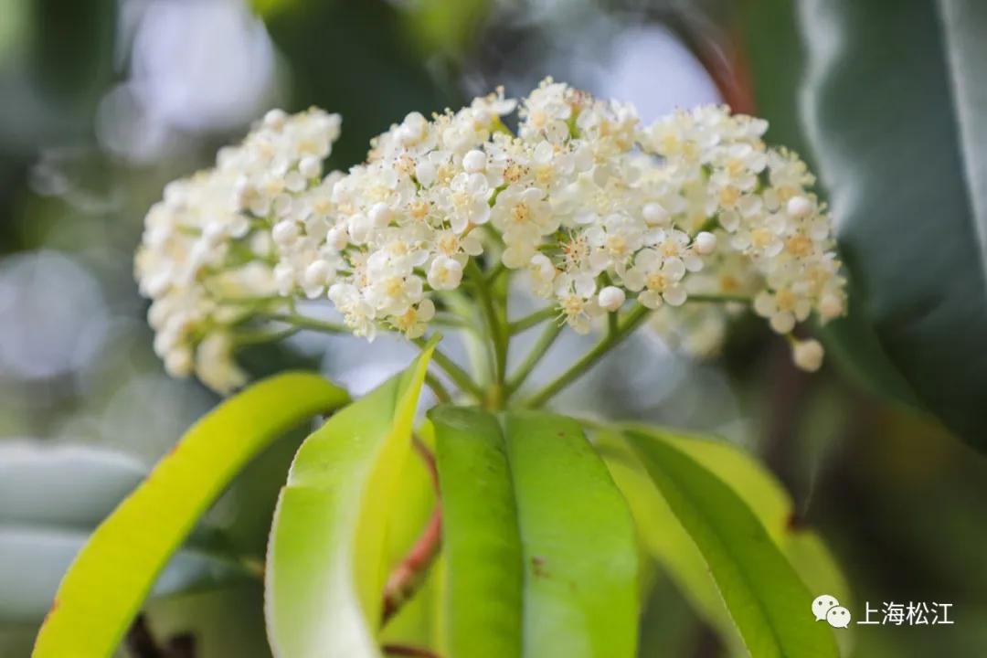 这几天的松江，可真叫人左右为“楠”……