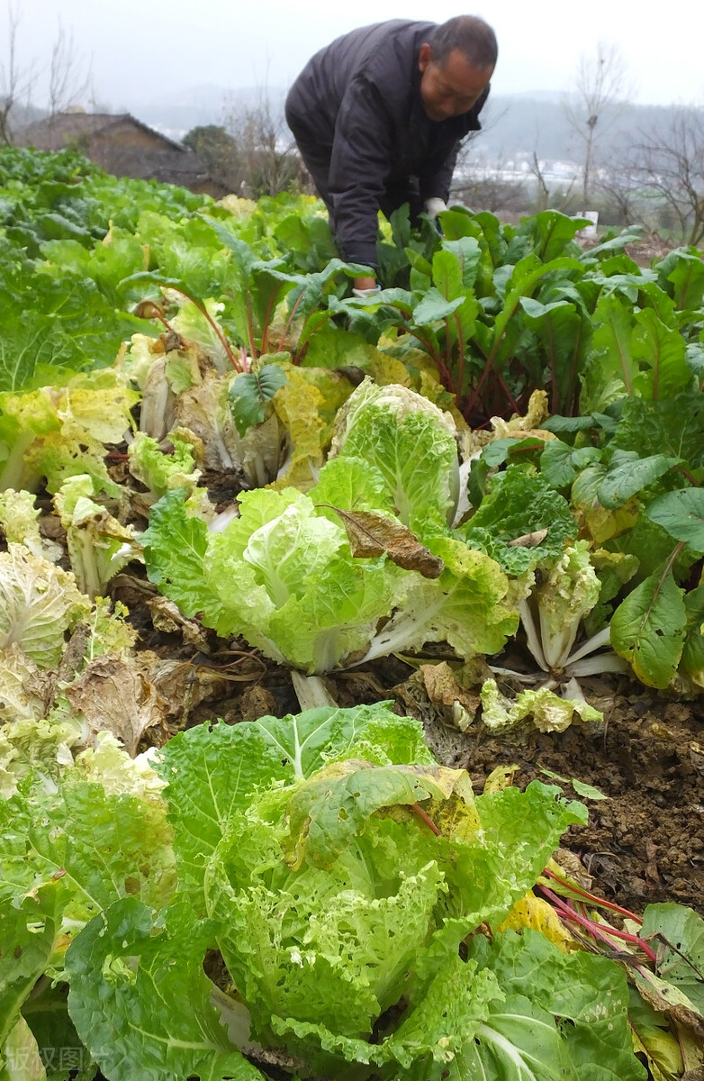 有虫眼的蔬菜就一定是安全的嘛,买蔬菜要找好市场