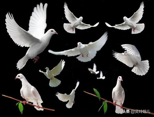 一只不到一斤重，市价60元一斤供不应求，养殖户：不养不知道