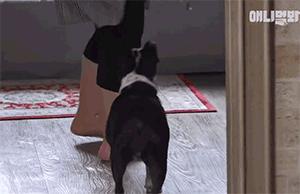 女主人这个部位天天被狗吮吸,男主人脸色铁青……