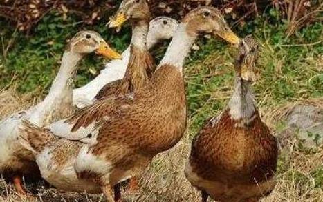 青料养鸭技术与鸭病的防治,养鸭如何防治感冒