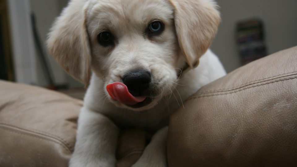 狗狗频繁呕吐是什么原因怎么治疗,狗狗出现呕吐的原因以及处理方法