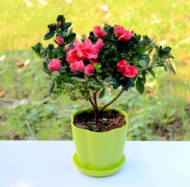 杜鹃花叶子越来越少怎么办,杜鹃花及叶片开始变干怎么养护