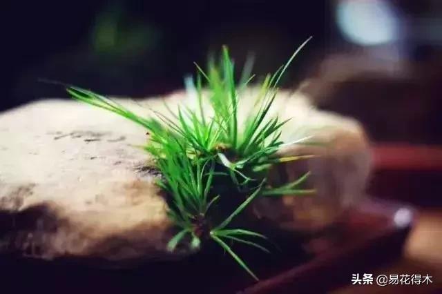 赞美菖蒲盆景的诗句,盆景诗词经典赏析