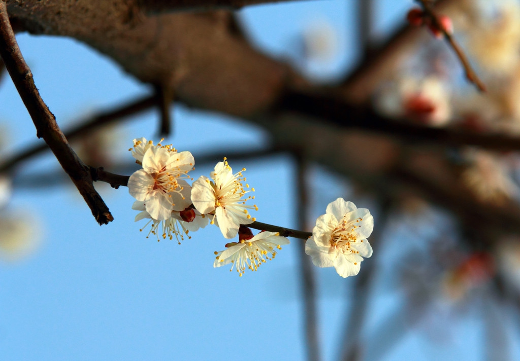 一花一世界一叶一菩提,一花一世界一叶一菩提完整诗句