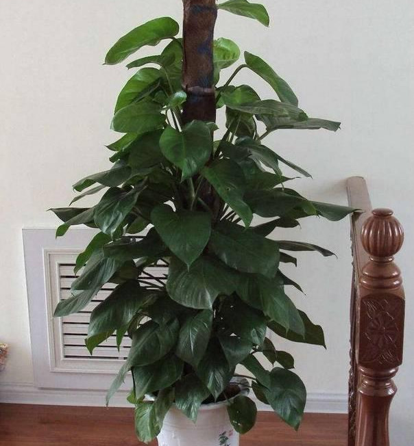 绿萝怎么样做才能好看呢,绿萝如何造型比较好看