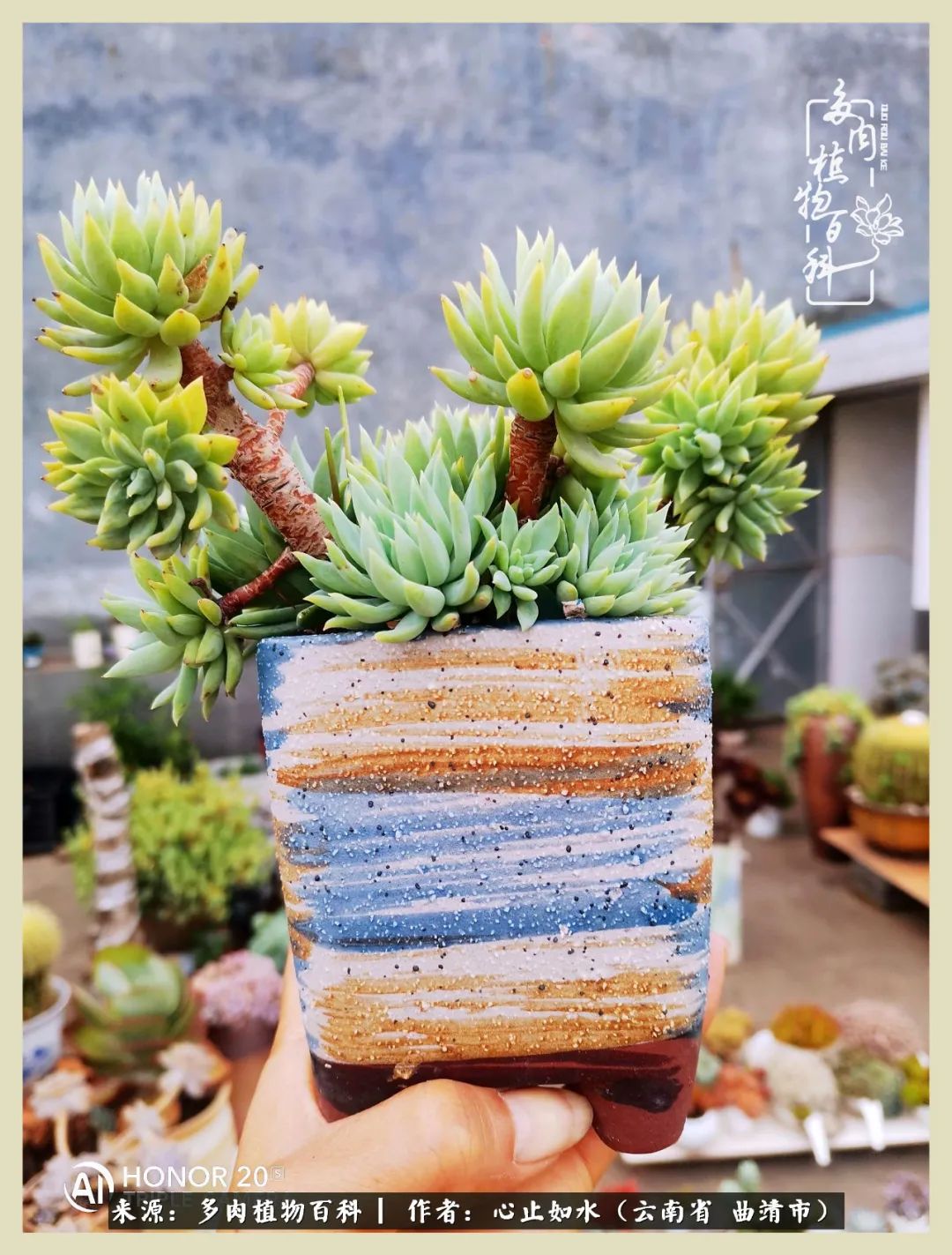 感谢陪伴感恩所有的遇见,让每个人都能感受到多肉的美好