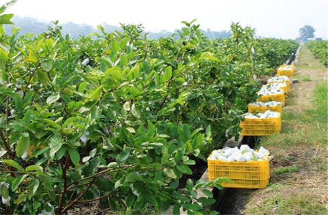 番石榴种植与管理技术和注意事项,番石榴种植技术和管理方法