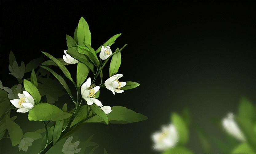 用栀子花作诗,用栀子花写作文