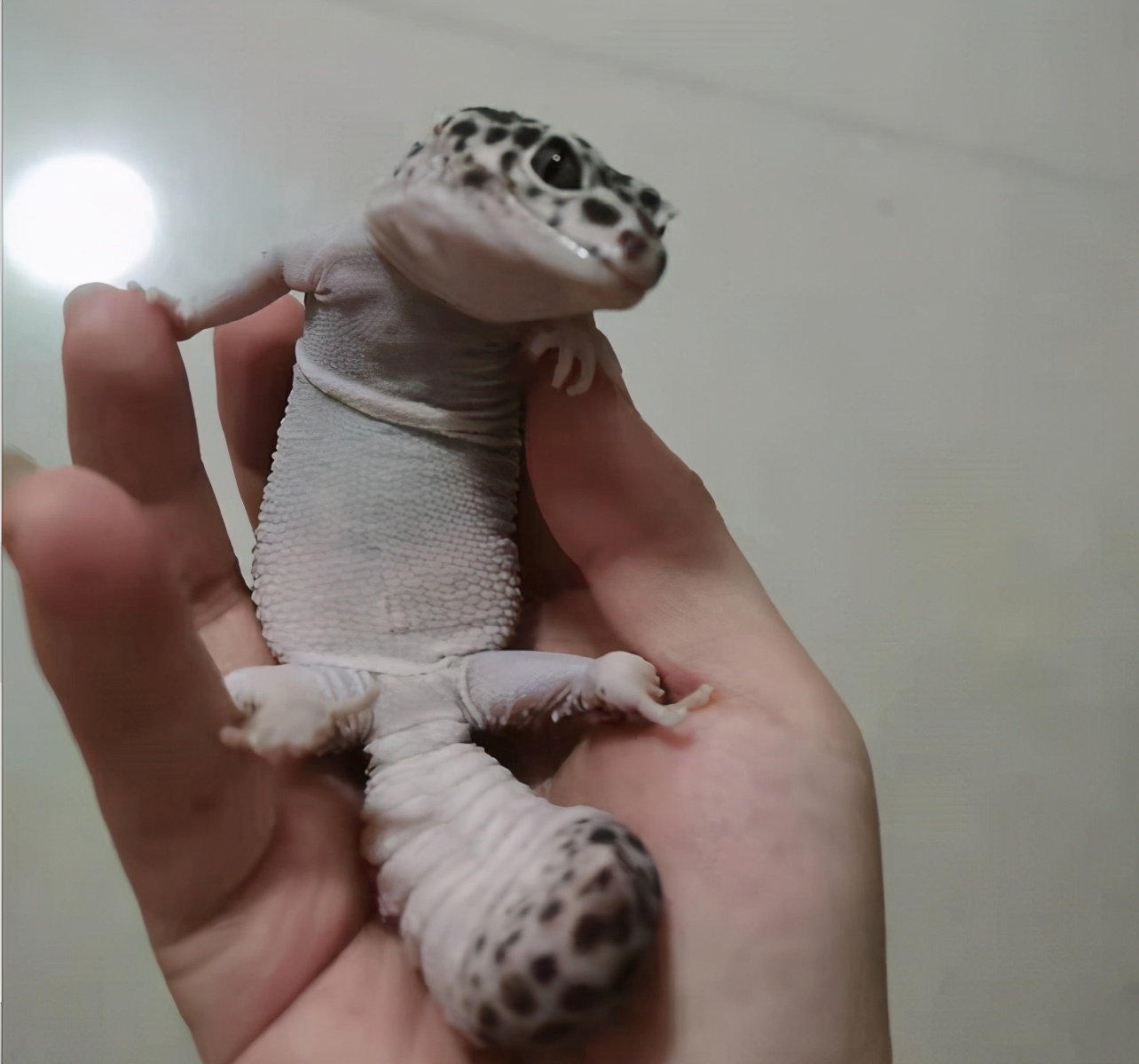 这种会吃蟑螂的小可爱，真的不考虑养一只嘛？