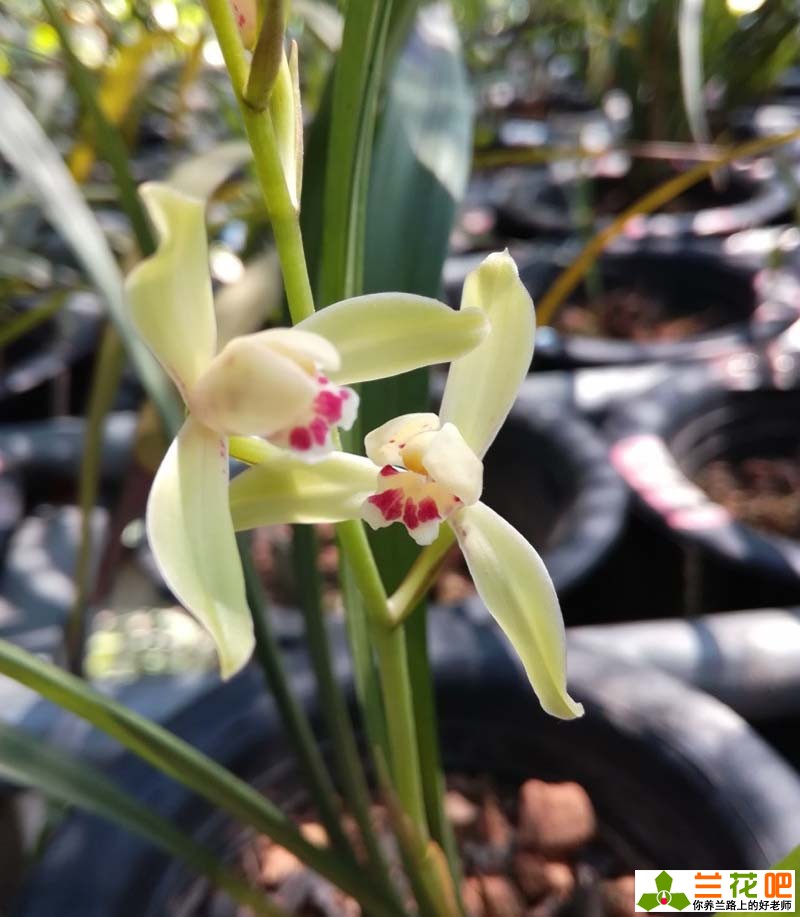 7月份兰花如何管理施肥,7月怎么种兰花