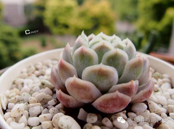 多肉月影系有哪些品种,月影系多肉品种大全