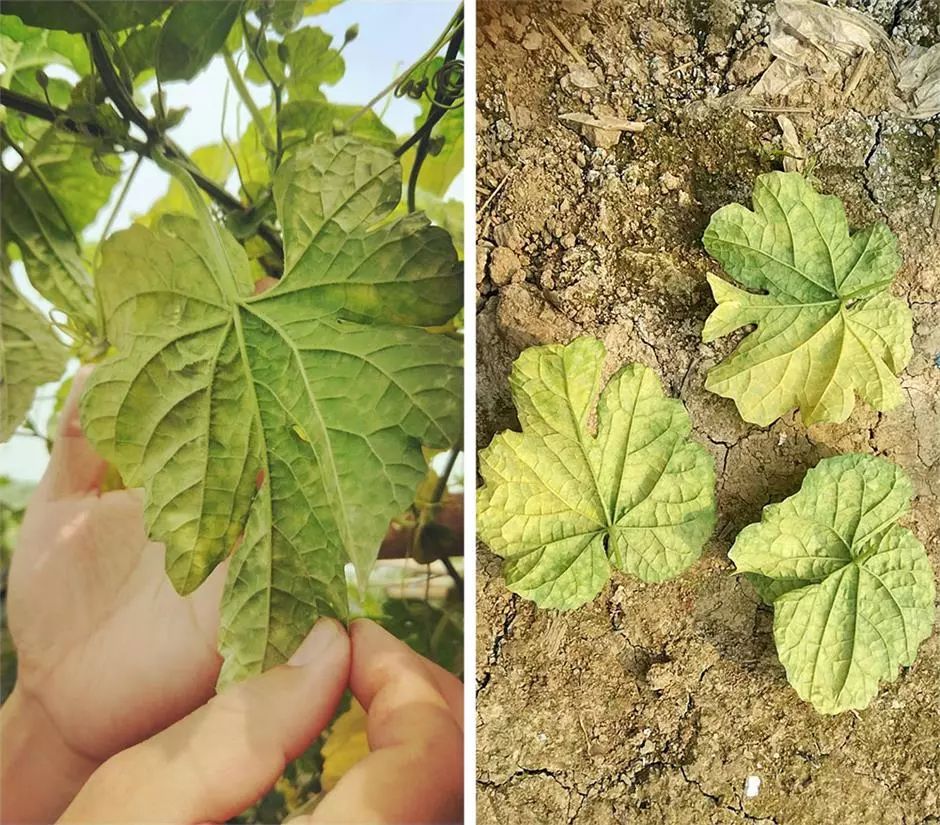 白化病的种类及图片,白化病常识图片大全