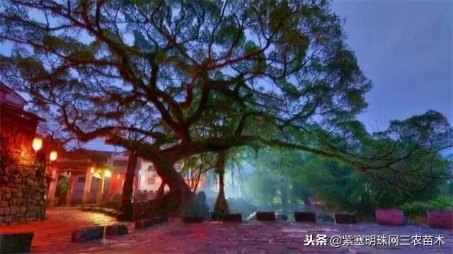 黄姚古镇大黄牛客栈团购优惠,贺州市昭平县黄姚古镇大黄牛客栈