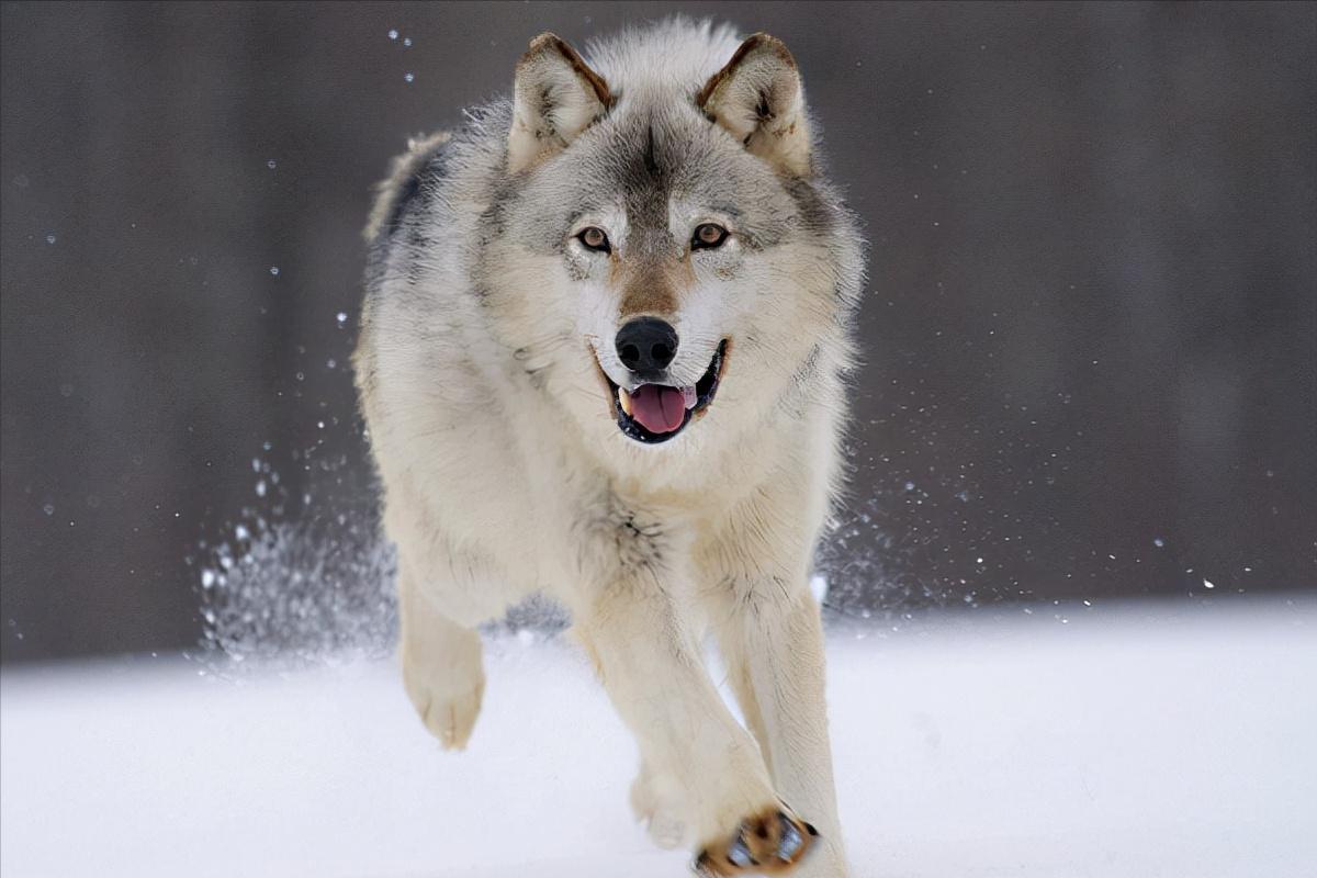 世界上被禁养的5种狗狗,十大恶犬加纳利犬