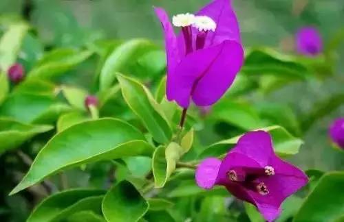 全国56个城市市花一览,56个市的市花