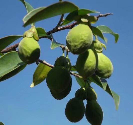 福缘园林沉香树,园林树木鉴赏