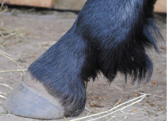 为什么马蹄上钉铁掌,为什么马蹄上要钉蹄铁