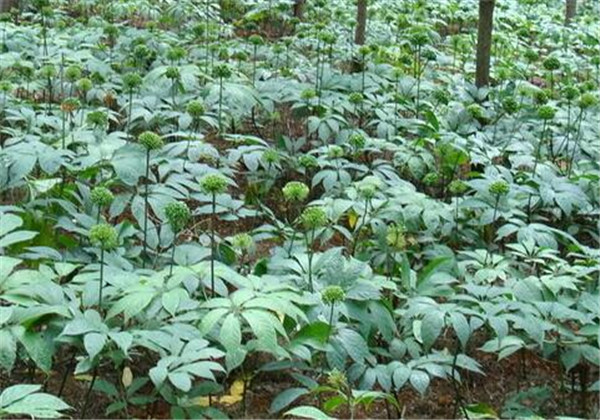 云南白药三七种植,云南三七与云南白药有什么区别