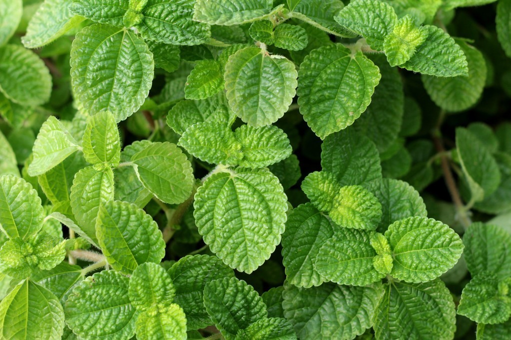 薄荷种地里能自己繁殖吗,通过匍匐茎繁殖的薄荷