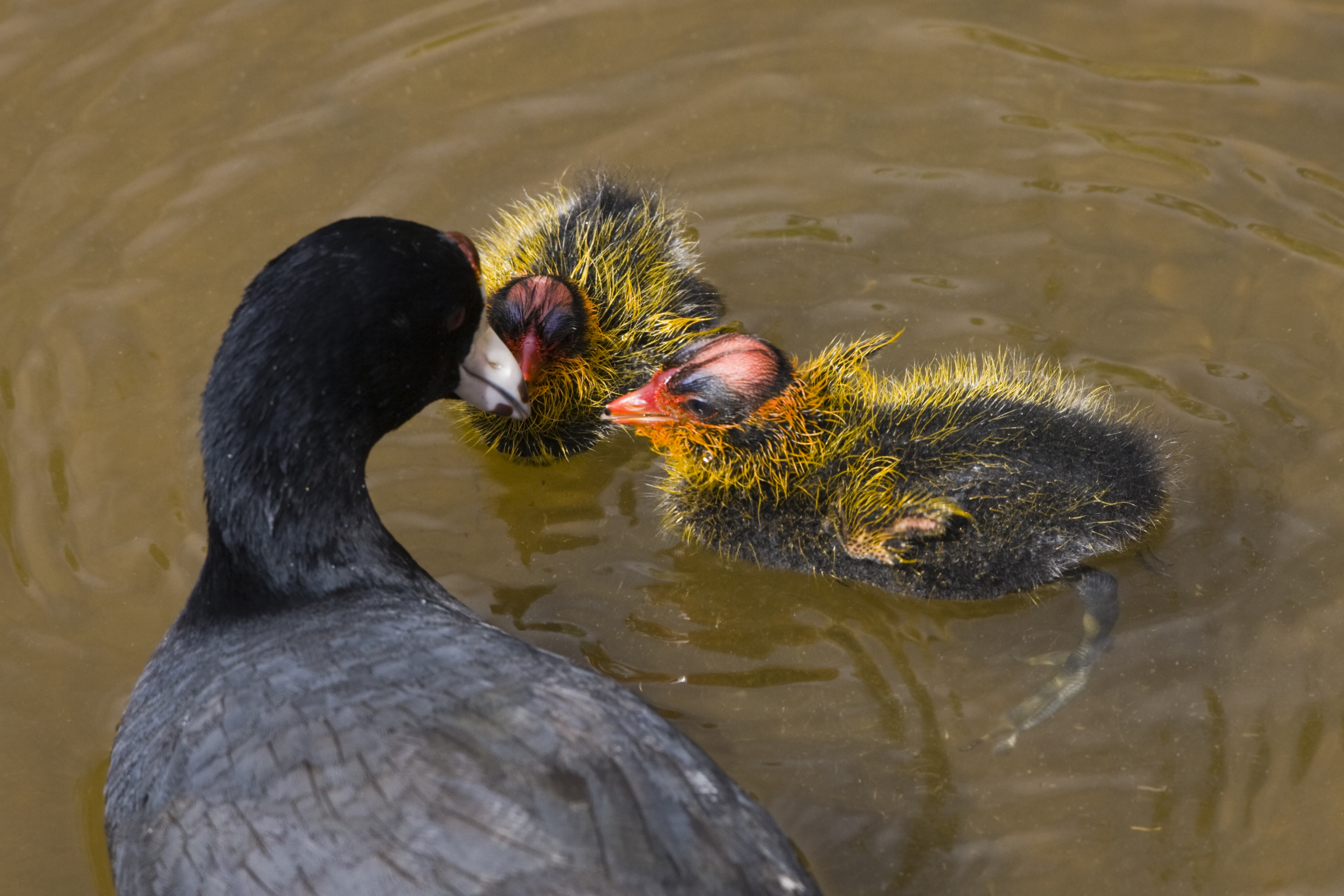 白骨顶鸡的“黑暗森林法则”:10枚蛋不同命,弱小安静反而能活