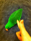 养鹦鹉的7大禁忌风水,饲养鹦鹉需要注意什么