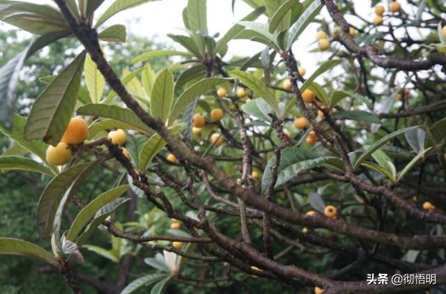 江苏旅游西山岛攻略图文,内湖洞庭西山岛