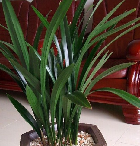 兰花分别有什么特点,兰花品种铁兰的养护