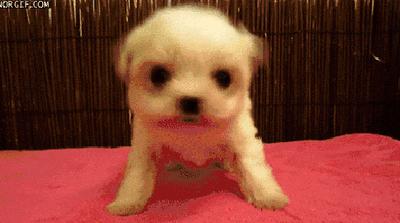 狗狗歪头卖萌,狗狗歪头杀的意思