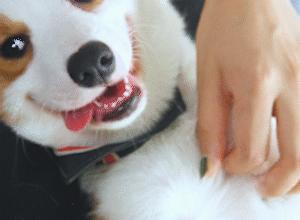 柯基犬的优点缺点有哪些表现,柯基犬的优点缺点有哪些