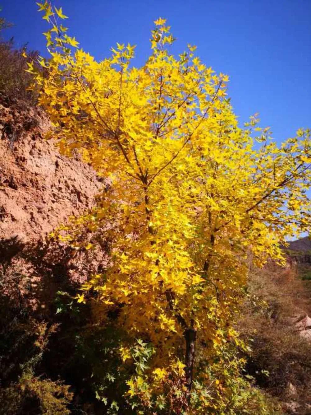 碧岩龙泉山庄,万柏林龙泉山庄