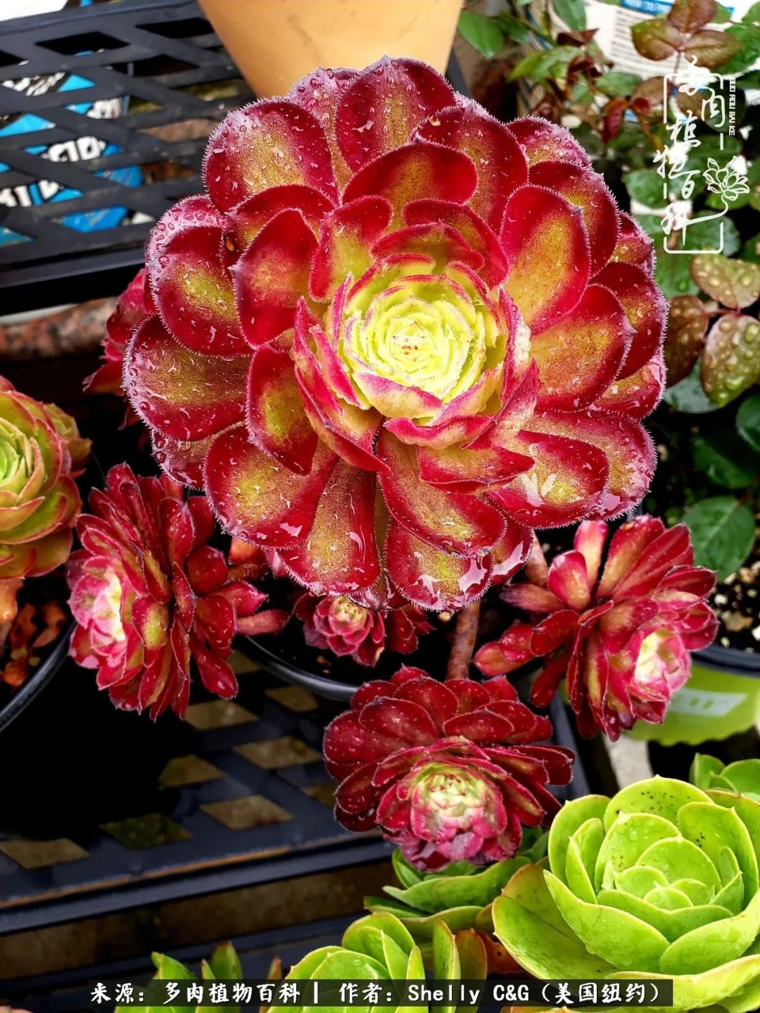 美国纽约有多少华裔人,美国纽约有多少个华人