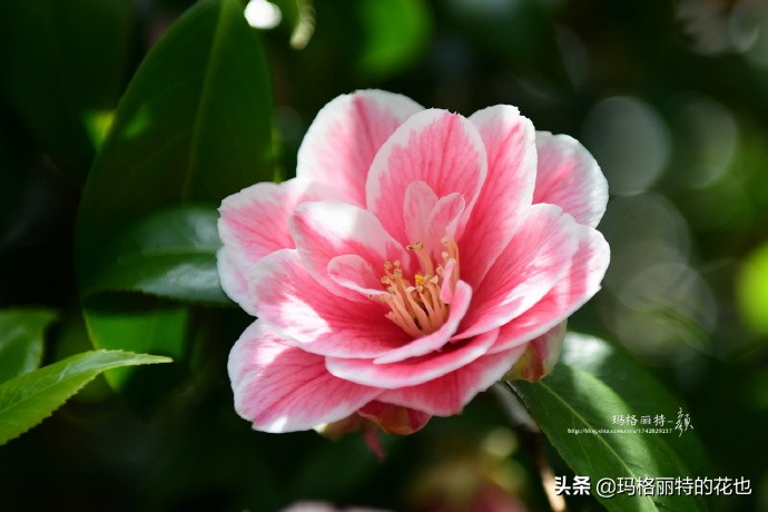 历史悠久的十大名花（海量美图），你选哪个做国花？