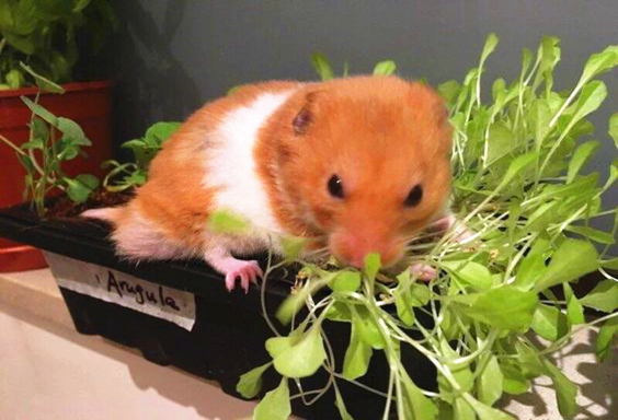 仓鼠怎么养不成肌肉鼠,仓鼠太胖了怎么减肥