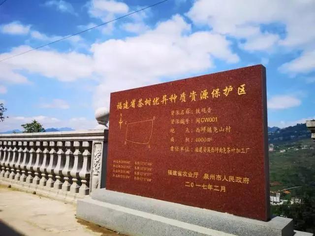 安溪茶叶史话,安溪茶叶闽南语视频