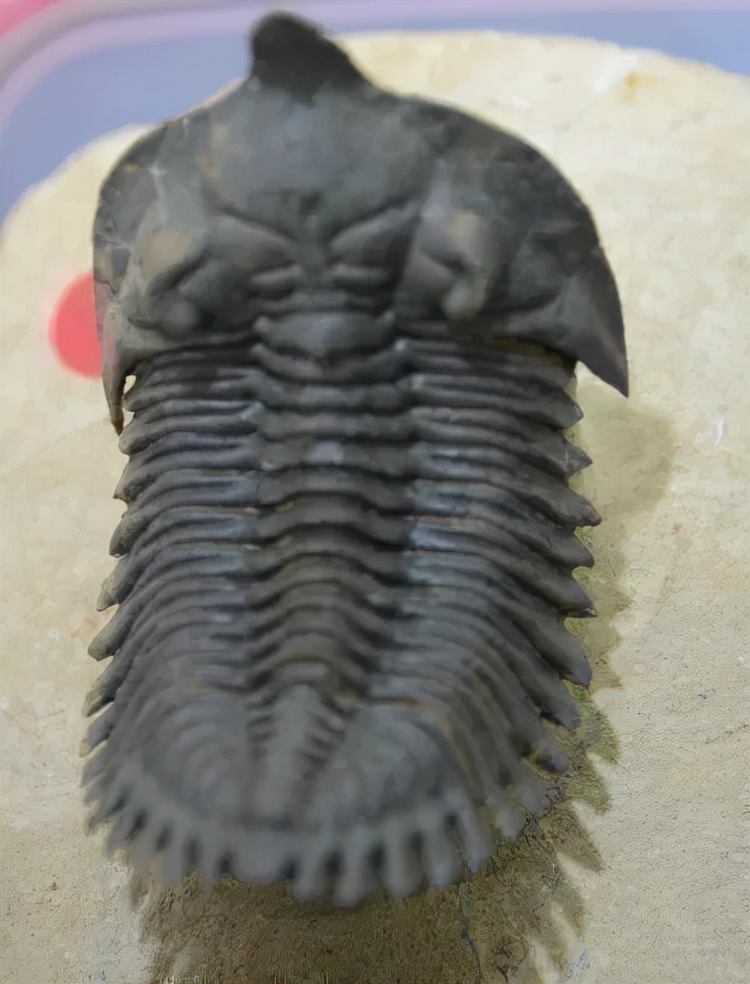 赛先生访谈,赛先生美国