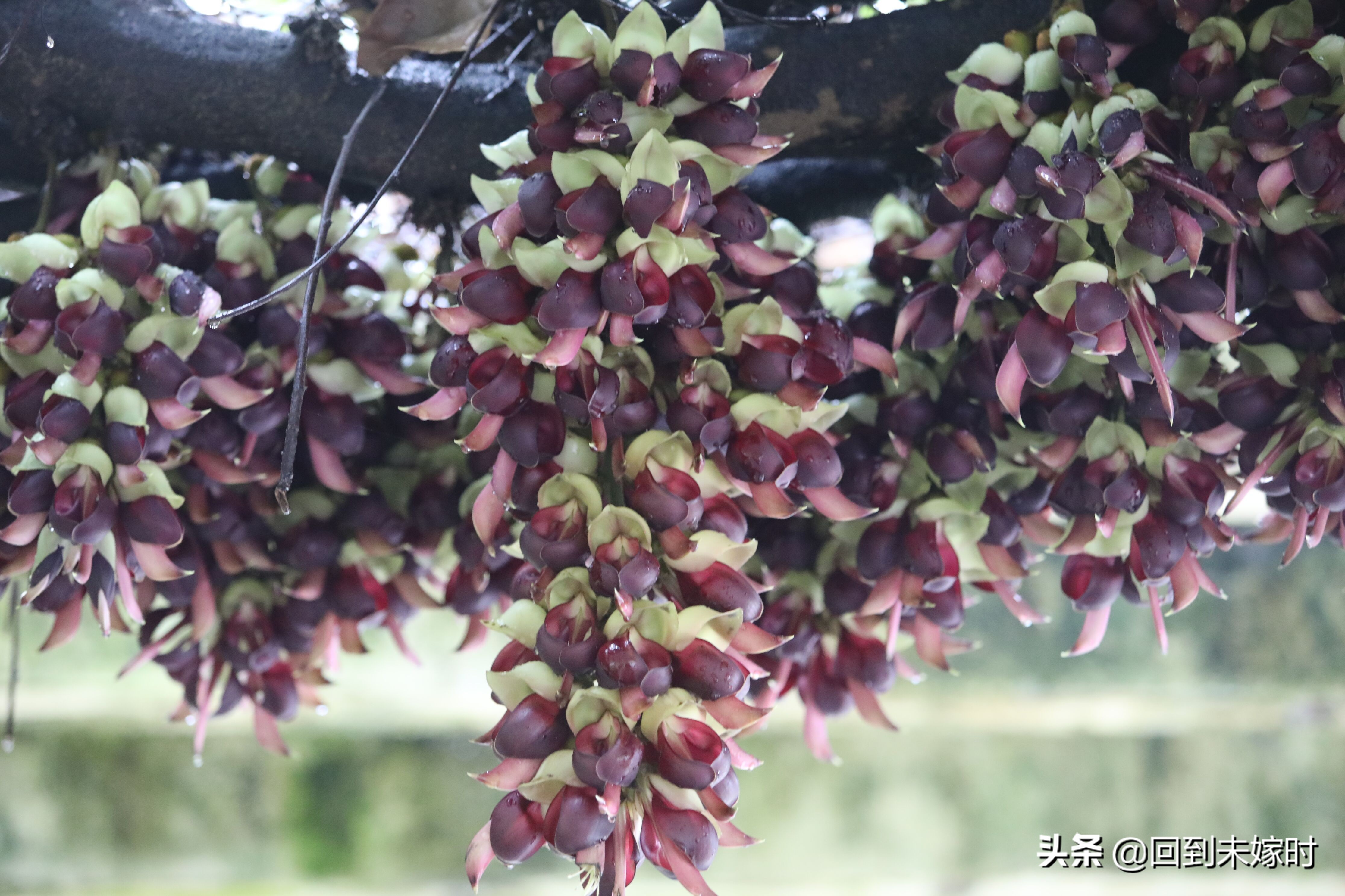 深圳东湖公园禾雀花,深圳东湖公园现在有花吗