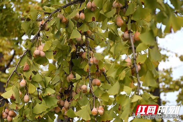 湘潭最美景区,湘潭沿江风景图