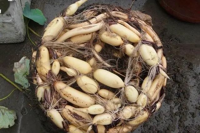 农村旧水缸种荷花,院子里老水缸种荷花