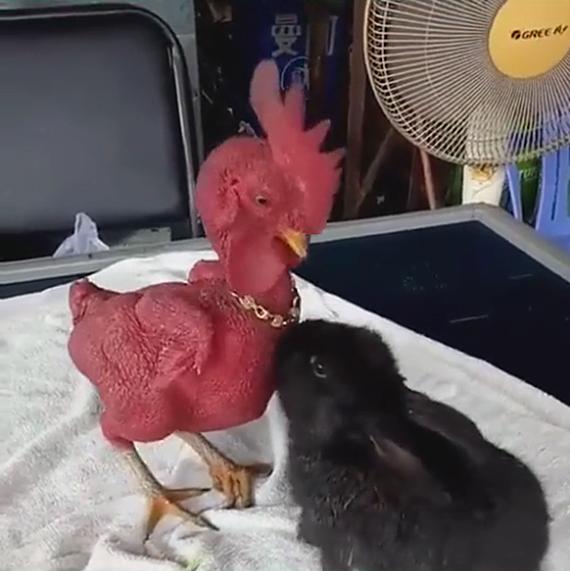 兔子眼睛被鸡啄瞎了,兔子把鸡咬秃了