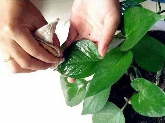 用什么擦植物叶发亮,观叶植物用什么擦叶子又好又亮
