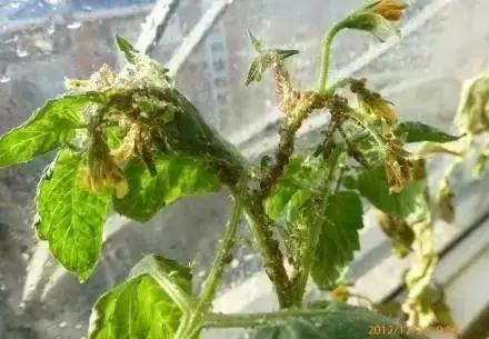 70%高效氯氰菊酯防治蚜虫怎么兑水,蚜虫妙招