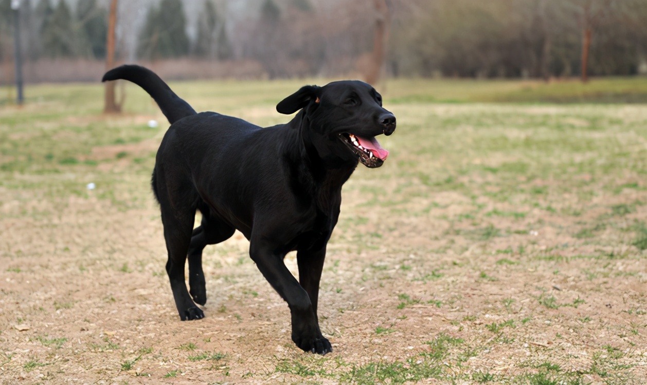 为什么养狗的人很脏,为什么养狗的人会让别人感到讨厌