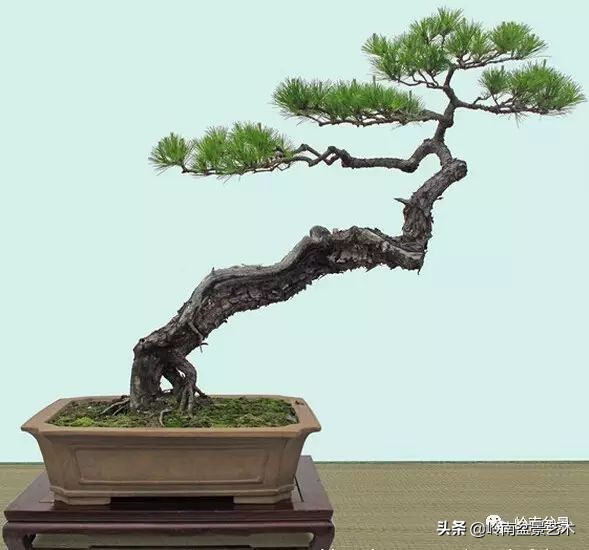 盆景结顶的形式,最好的盆景结顶方法