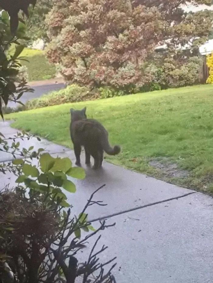 关于猫咪的可爱故事,可爱的小猫咪儿童故事